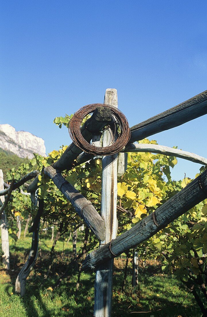 Befestigungsanlage für Rebstöcke, Südtirol, Italien