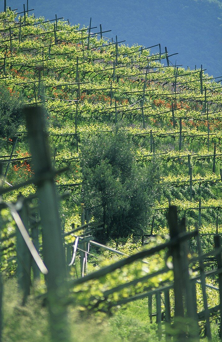 Poppies between rows of vines, S. Tyrol, Italy