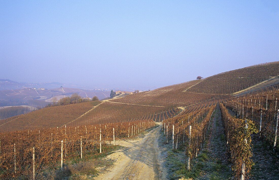 Herbstlicher Weinberg, Piemont, Italien