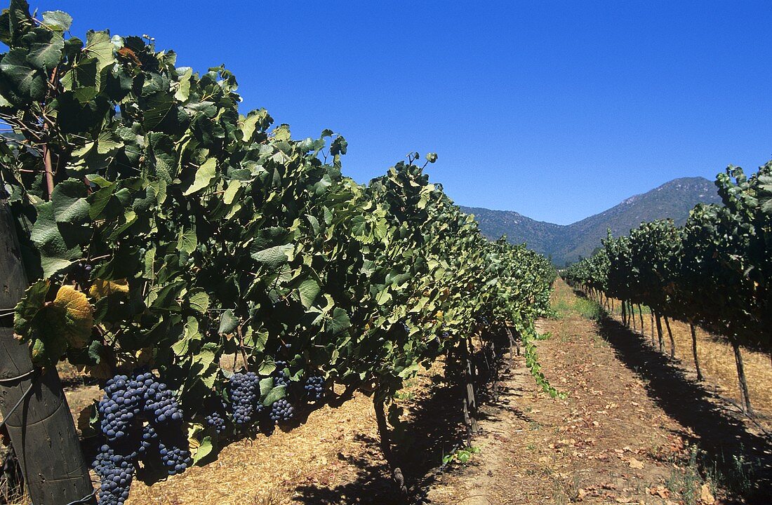 Pinot Noir grapes (also known as 'Blauer Spätburgunder')