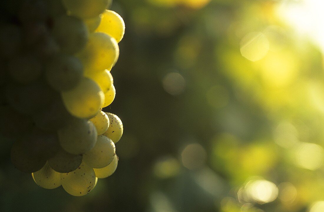 Sauvignon Blanc-Trauben