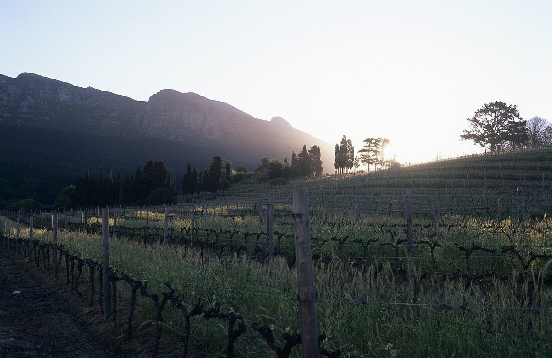 Weinberg des Guts Buitenverwachting, Constantia, Südafrika