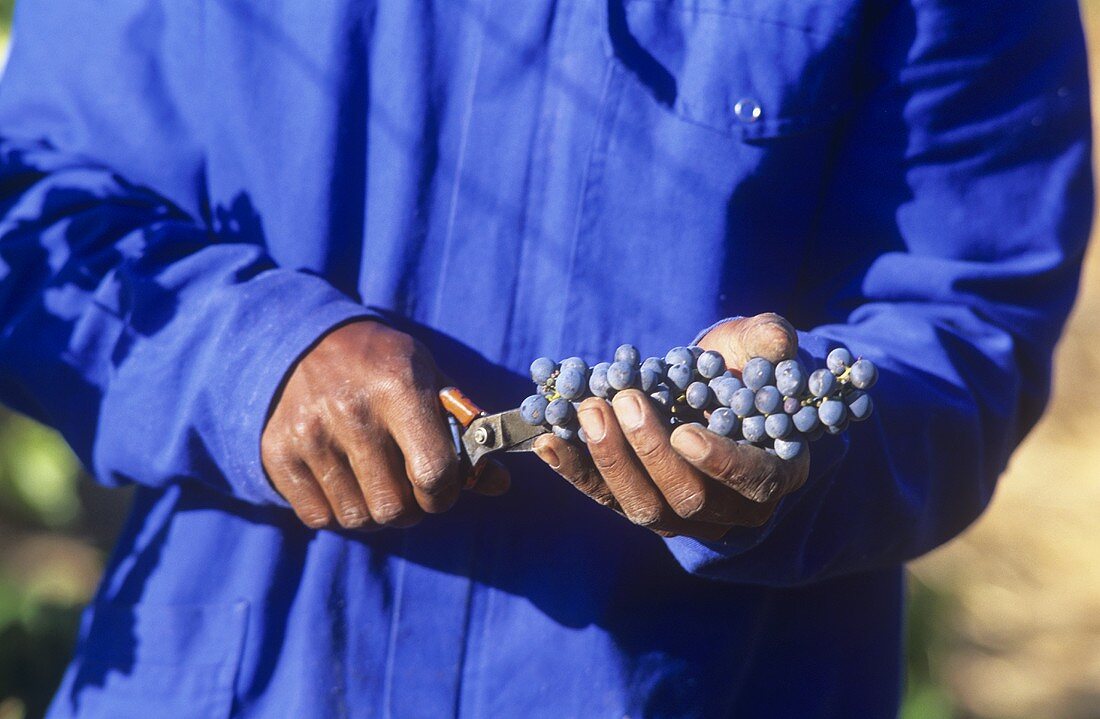Mann hält Weintraube und Weinschere in der Hand, Südafrika