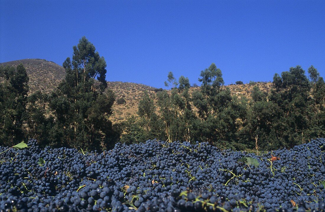 Grapes at Vina Errázuriz, Panquehue, Aconcagua Valley, Chile