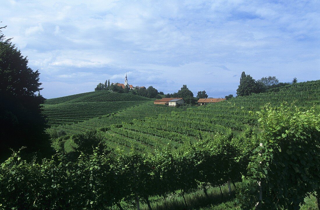 Landscape of vines, Jeruzalem, Slovenia