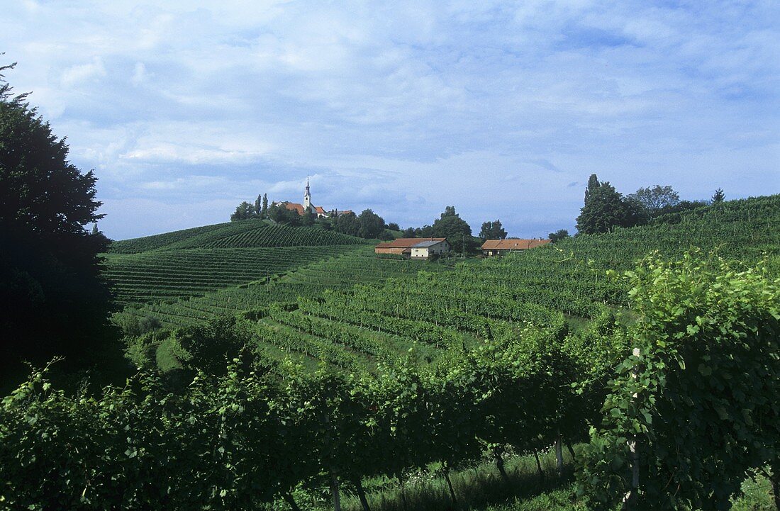 Weinlandschaft, Jeruzalem, Slowenien