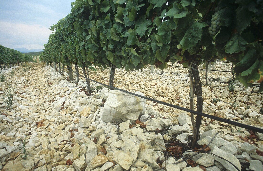Steinboden eines Weinbergs, Bosnien-Herzegowina