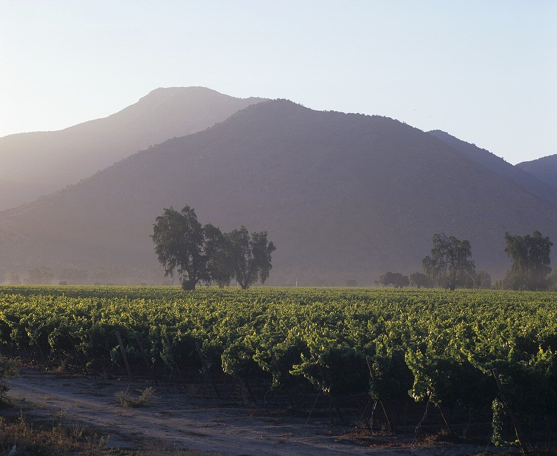 Vineyard in Casablanca Valley,  Chile