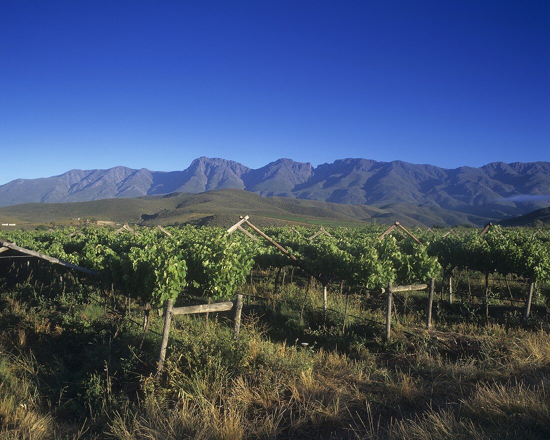 Vineyard near Robertson,  S. Africa