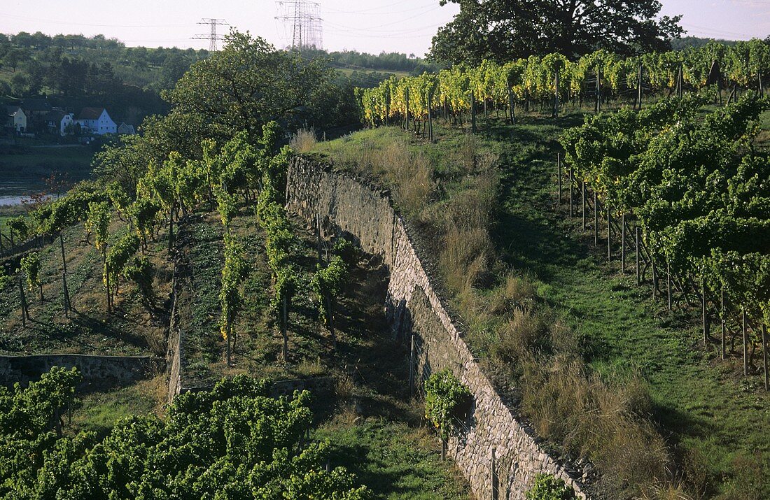 Typische Weinbergsmauer aus Syenit, Diesbar-Seusslitz