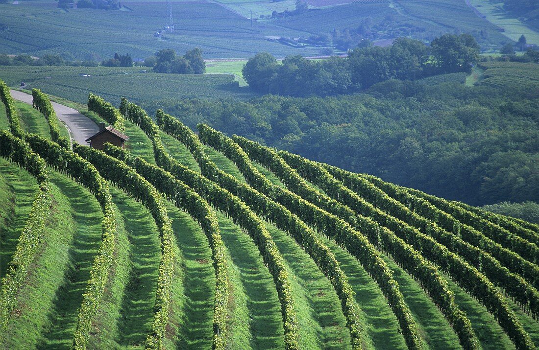 'Schwaigerner Ruthe' single vineyard site, Schwaigern, Württemberg