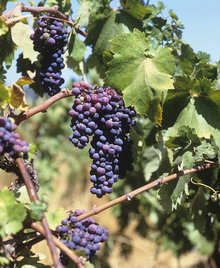 Pinotage grapes on the vine