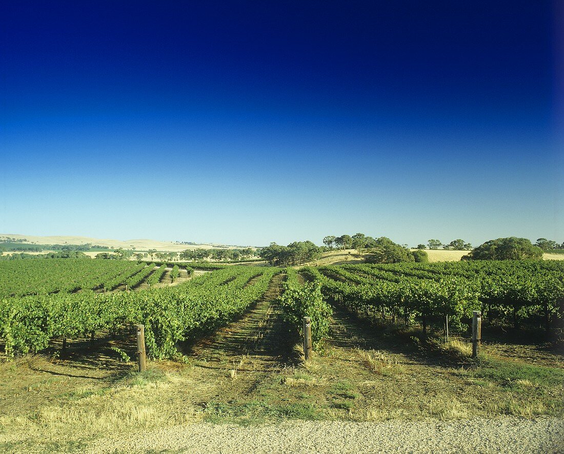 Vineyard in Clare Valley, S. Australia