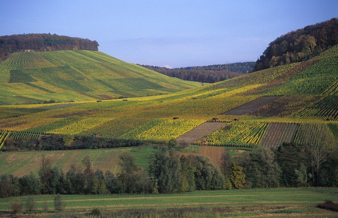 Vineyards in Bottwar Valley, Württemberg, Germany
