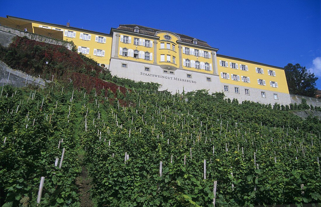 'Meersburger Rieschen' single vineyard site, below Meersburg Staatsweingut