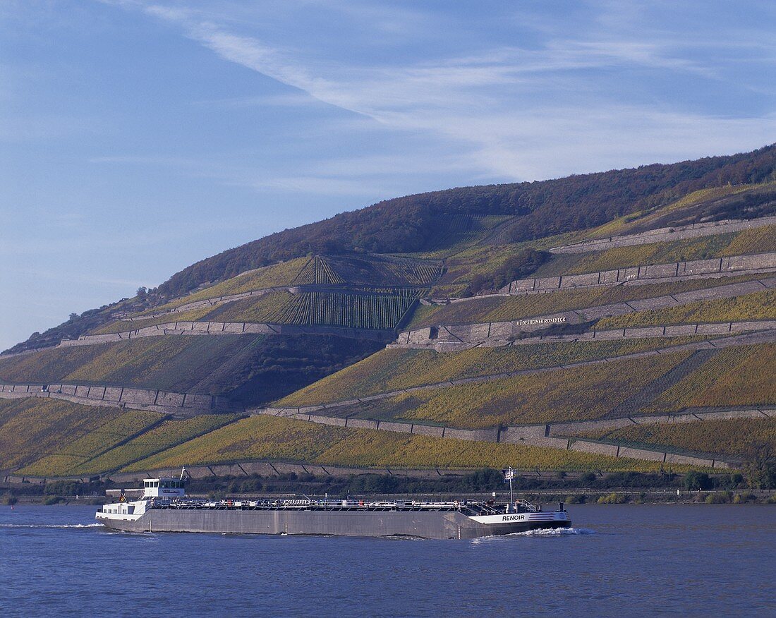 'Rüdesheimer Roseneck' single vineyard site, Rheingau, Germany
