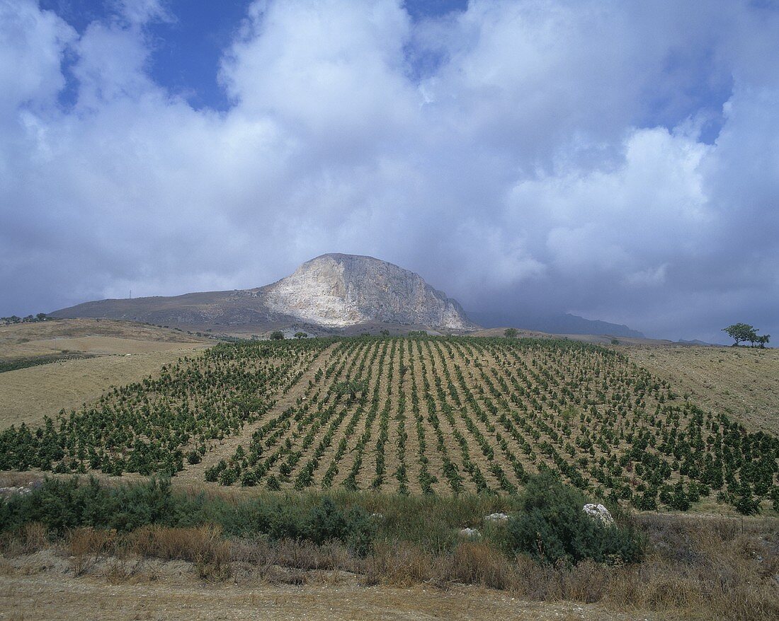 Weinberg bei Caltabellotta Nahe Sciacca, Sizilien