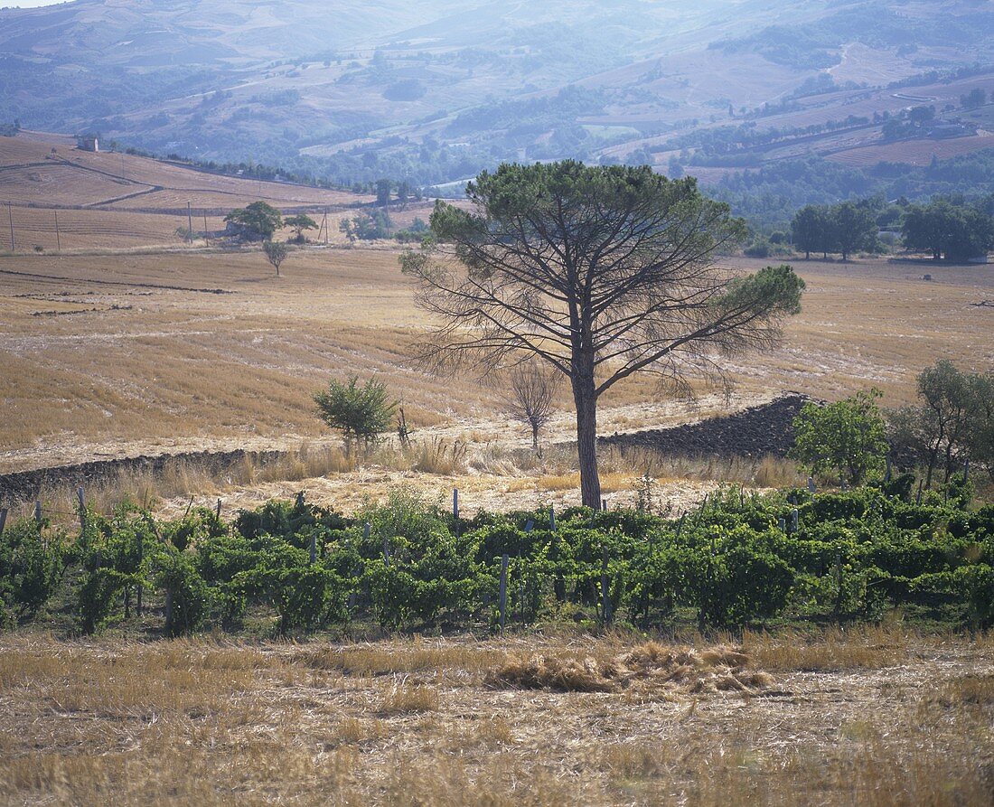 Wine-growing near Lucito (DOC Biferno), Molise, Italy