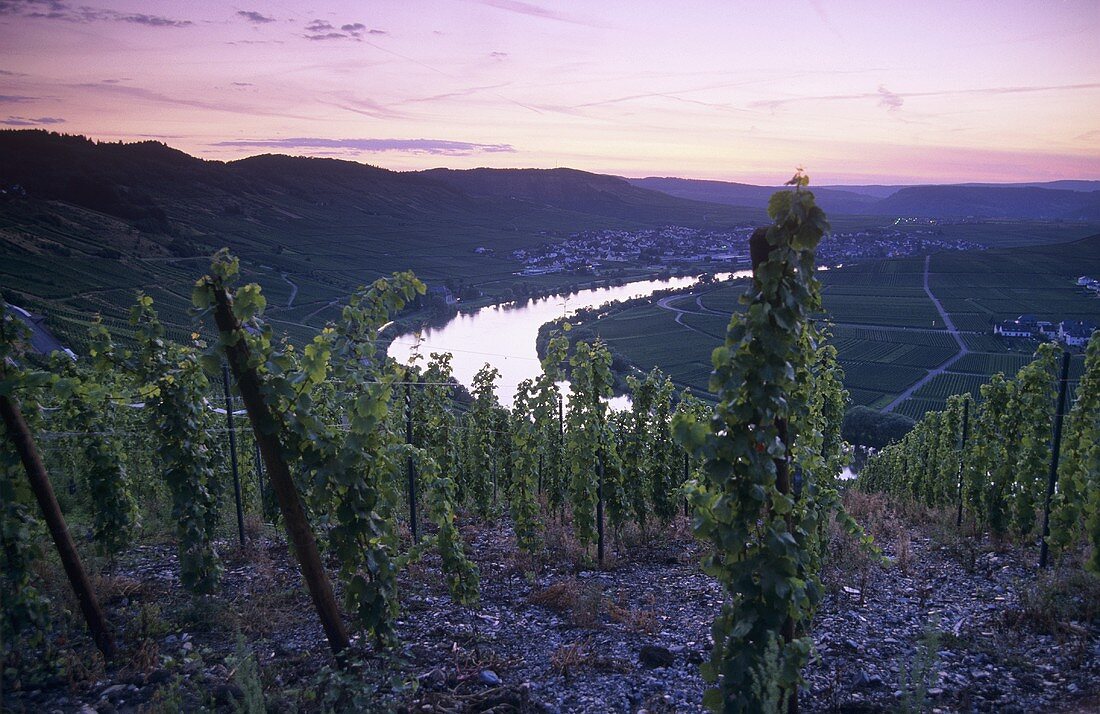 Evening over Trittenheim, Mosel-Saar-Ruwer, Germany