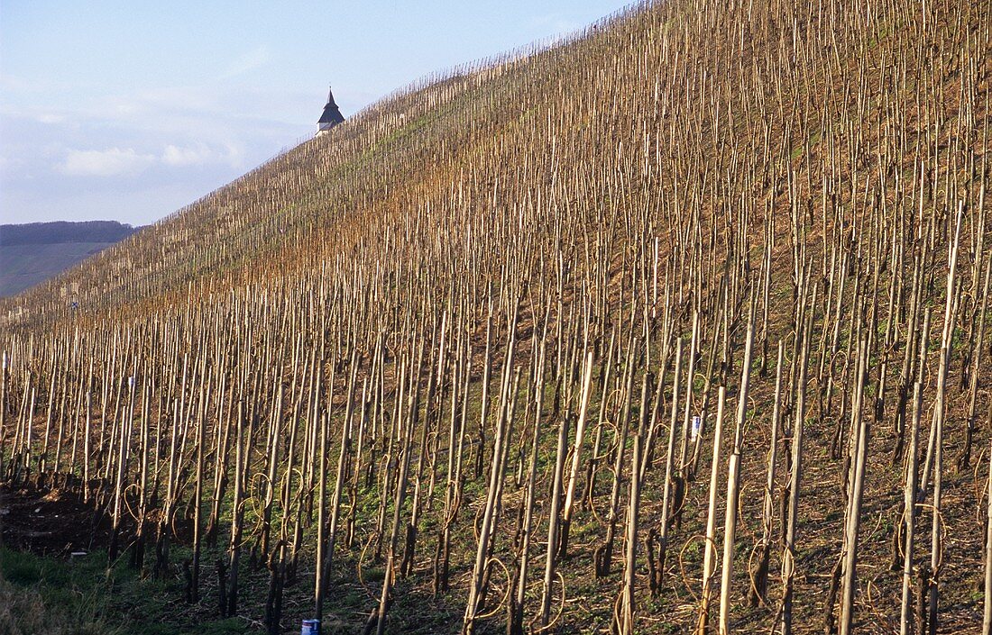 'Trittenheimer Felsenkopf' single vineyard site, Trittenheim, Germany