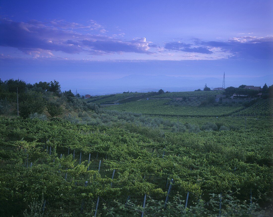 Vineyard near Matélica (DOC Verdicchio di Matélica), Marche, Italy