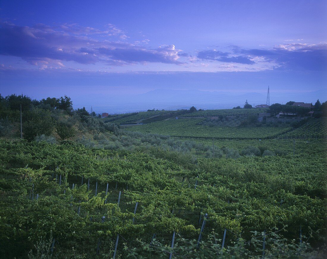 Weinberg bei Matélica (DOC Verdicchio di Matélica), Marche