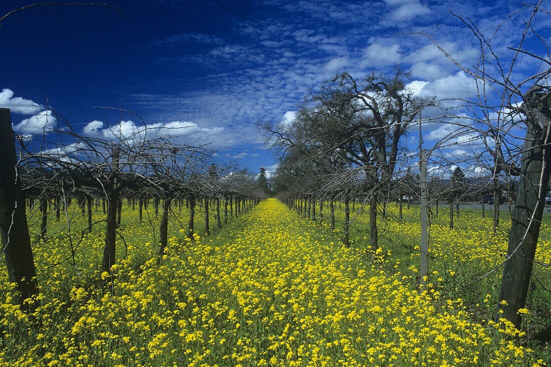 Ecological viticulture (mustard flowers between rows of vines)