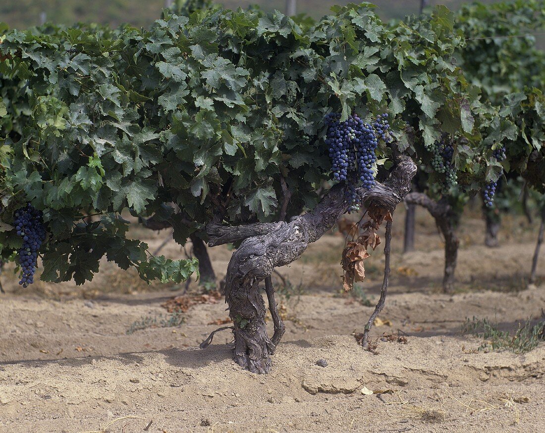 90-year-old Cabernet Sauvignon vine, Bordeaux, France