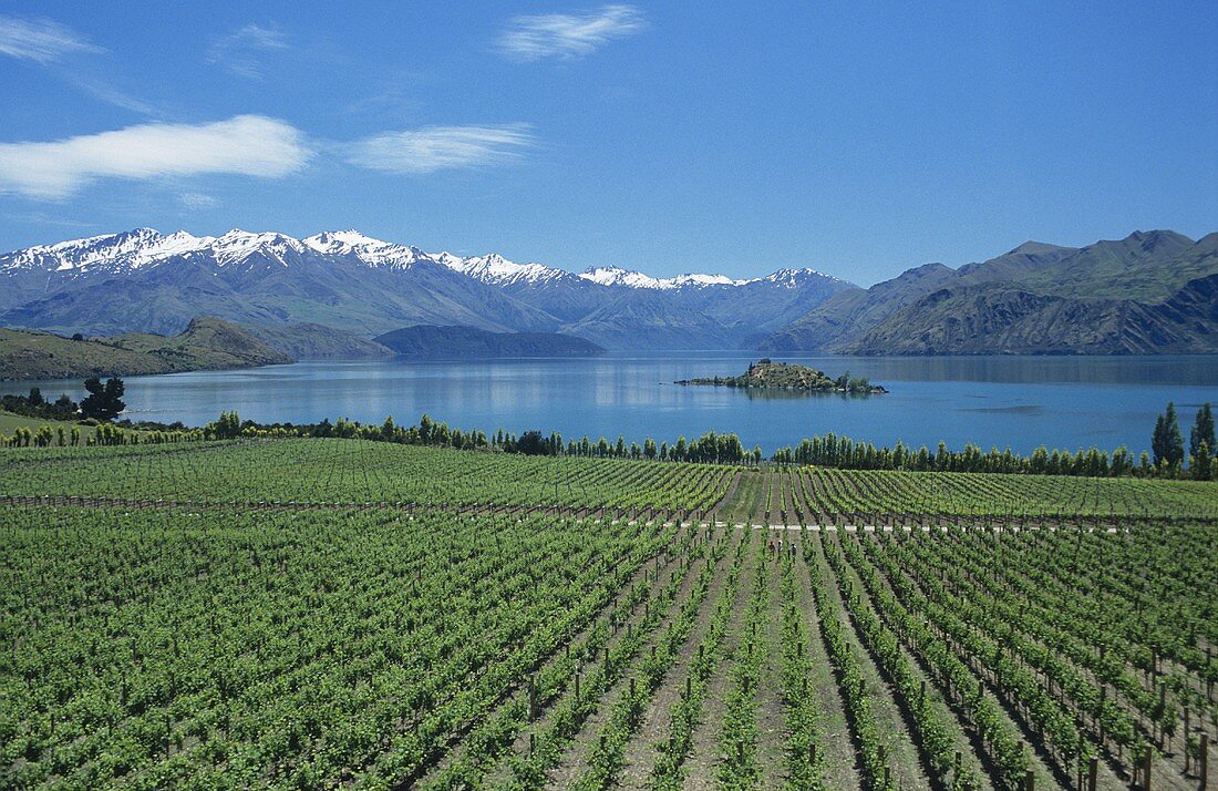 Rippon Vineyard, Lake Wanaka, Central Otago, New Zealand