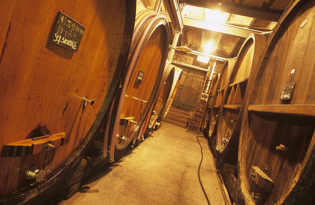Wine cellar of Trimbach Estate, Ribeauvillé, Alsace, France