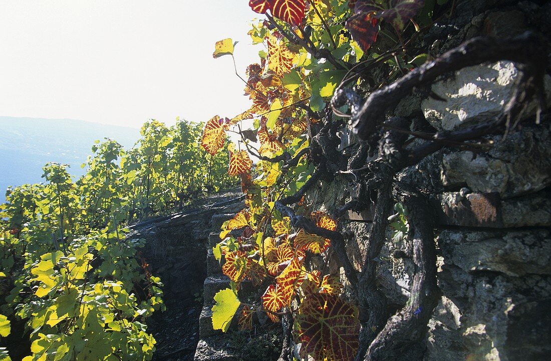 Vine tendrils near Sion, Valais, Switzerland