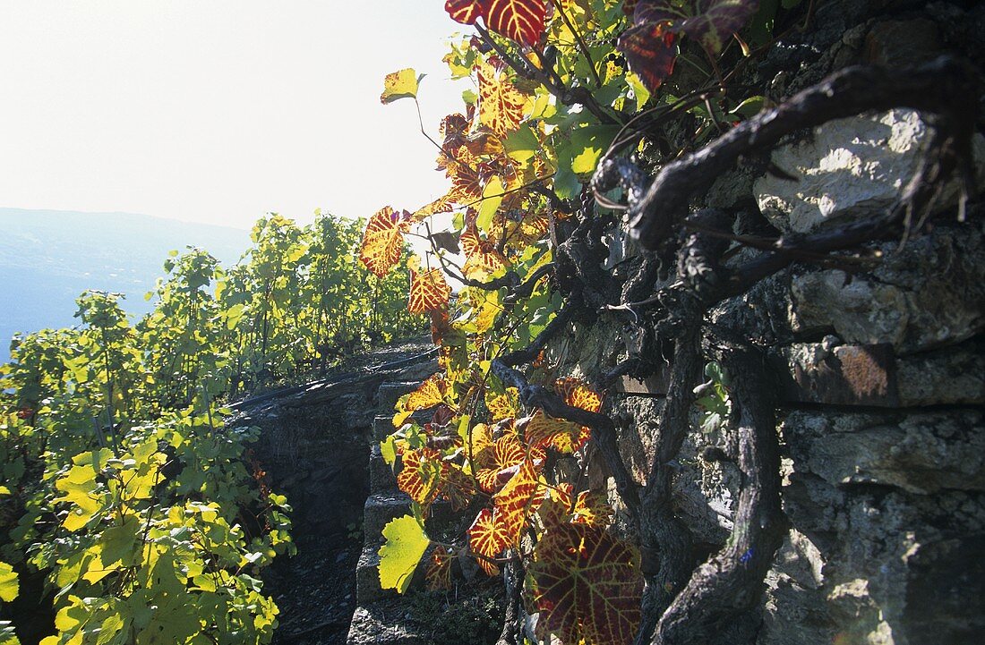 Weinranken bei Sion, Wallis, Schweiz