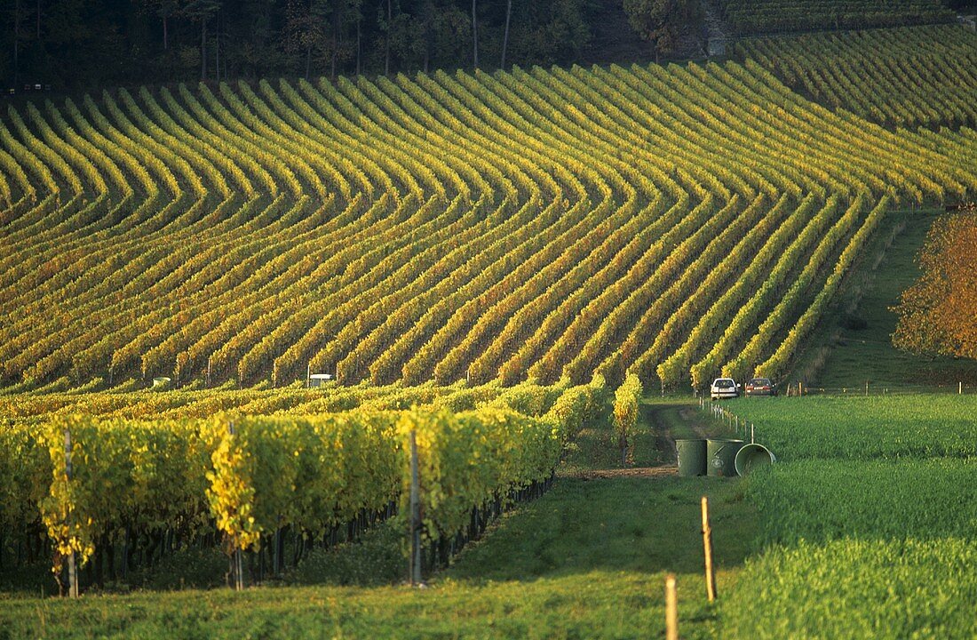 Vineyard near Boudry, Neuchâtel, Switzerland