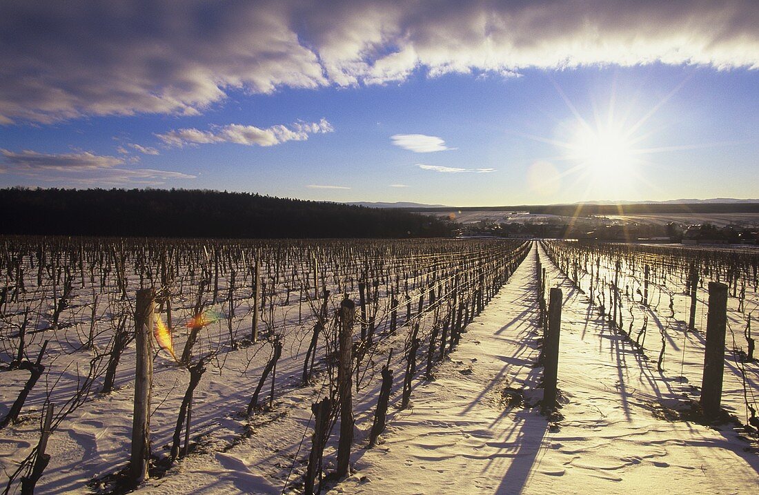 Vineyard in winter, Raiding, Burgenland, Austria