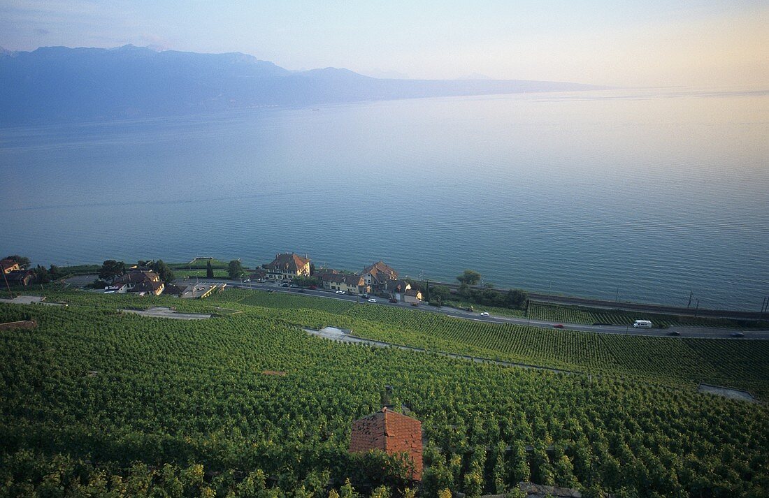 Wine-growing near Epesses, Lavaux, Vaud, Switzerland