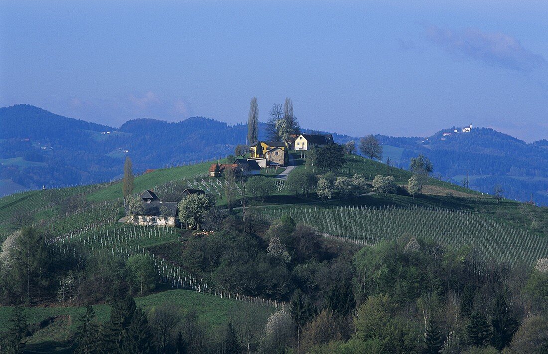 Weinbaugebiet bei Sulztal, Steiermark, Österreich