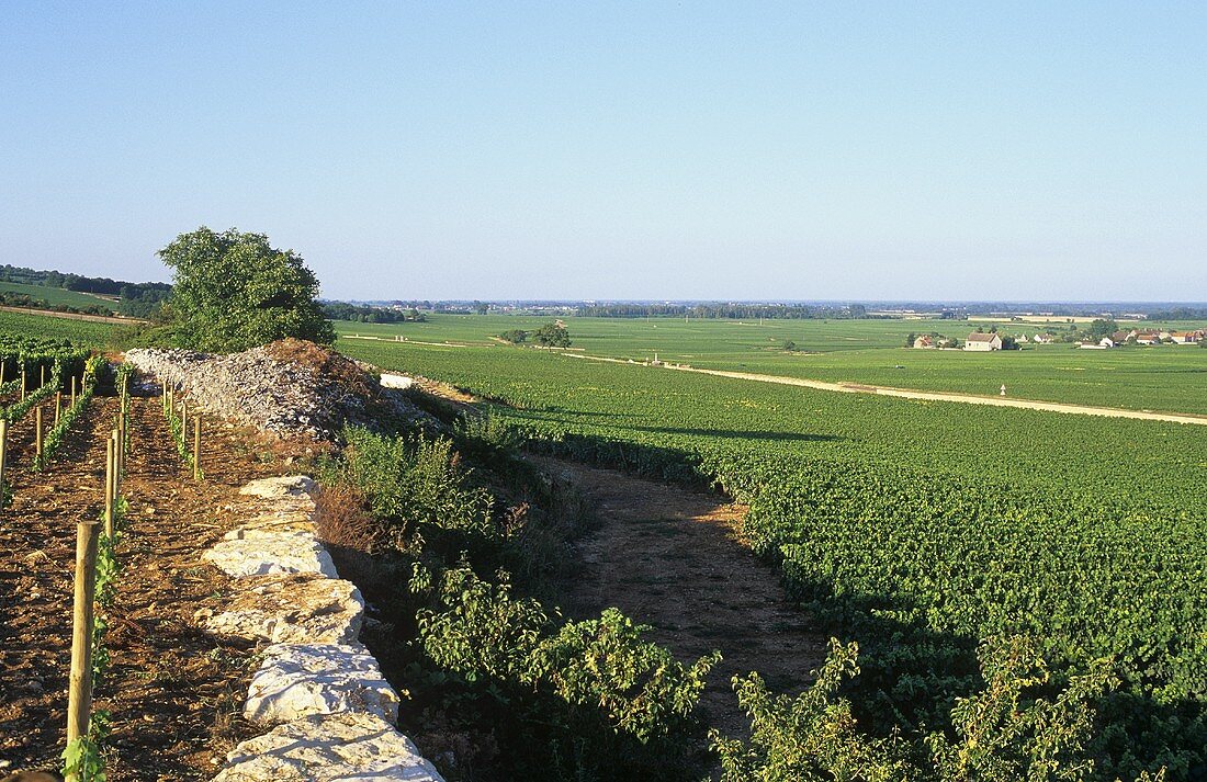 Weinbau bei Puligny-Montrachet, Burgund, Frankreich