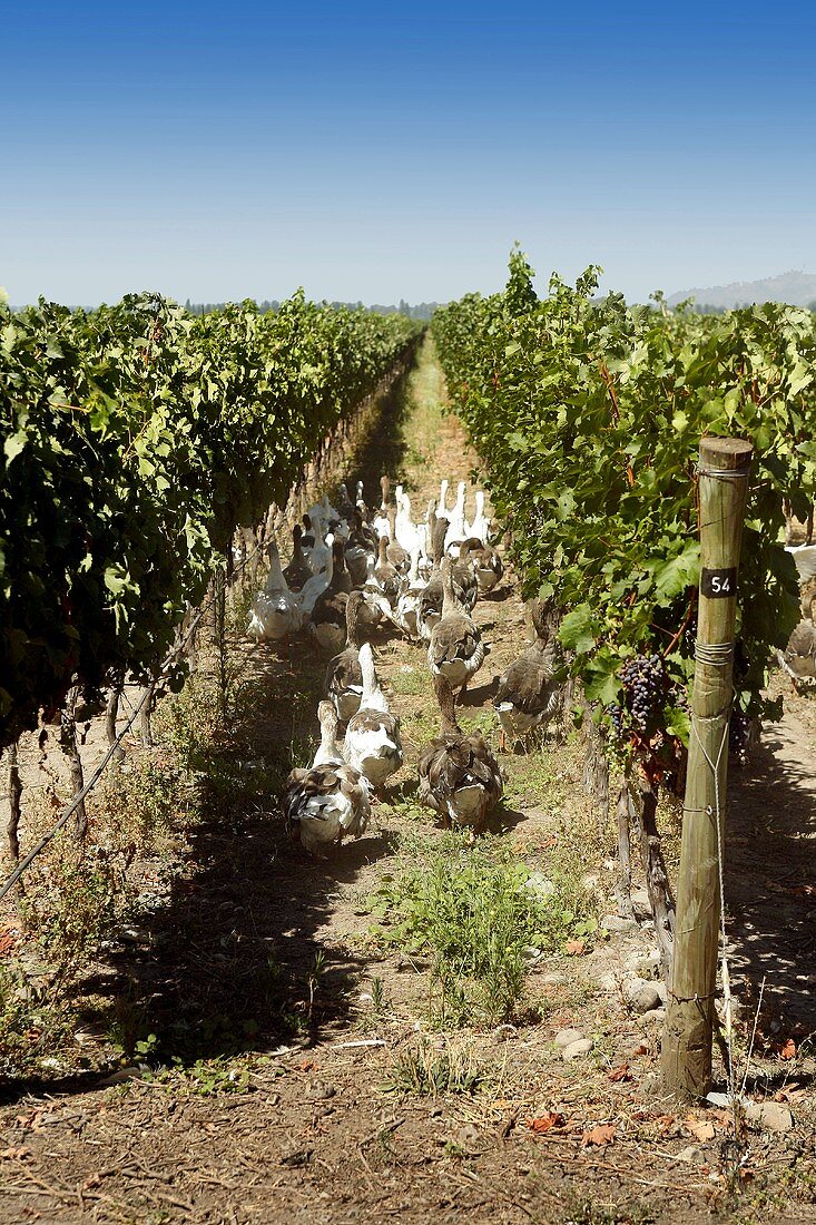 Geese in vineyard, Cono Sur, Colchagua Valley, Chile