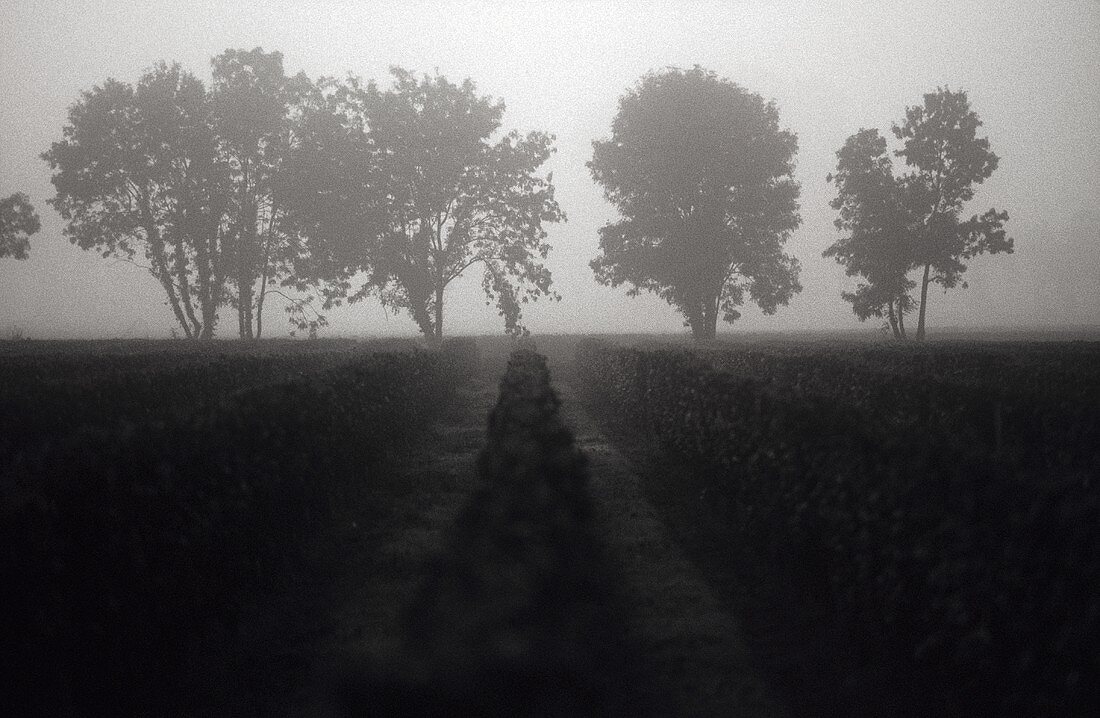 Rebzeilen bei Morgengrauen, Entre deux Mers, Frankreich