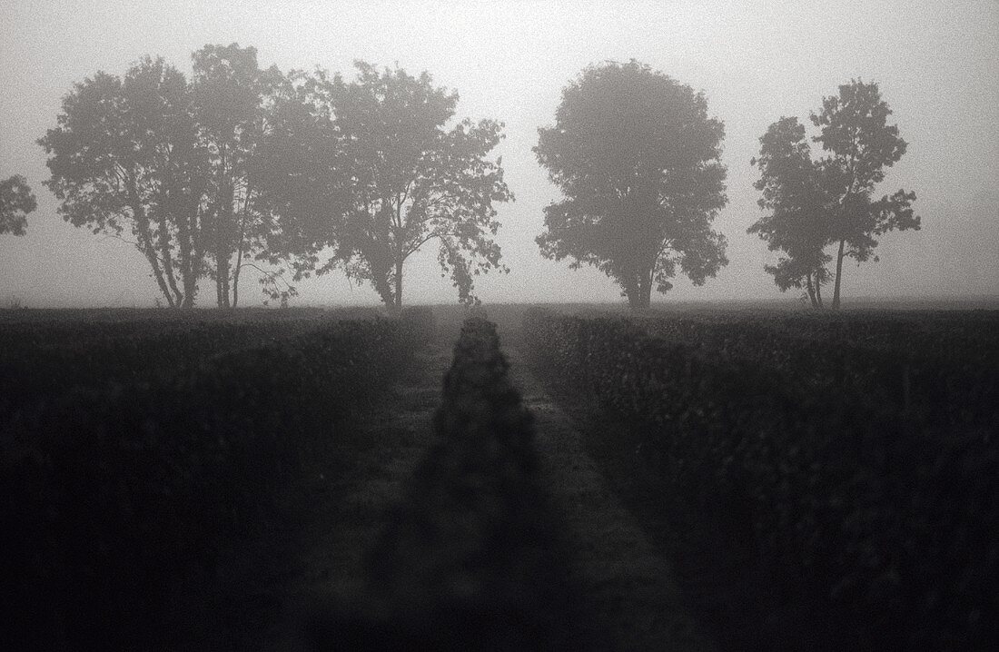 Rows of vines at dawn, Entre deux Mers, France