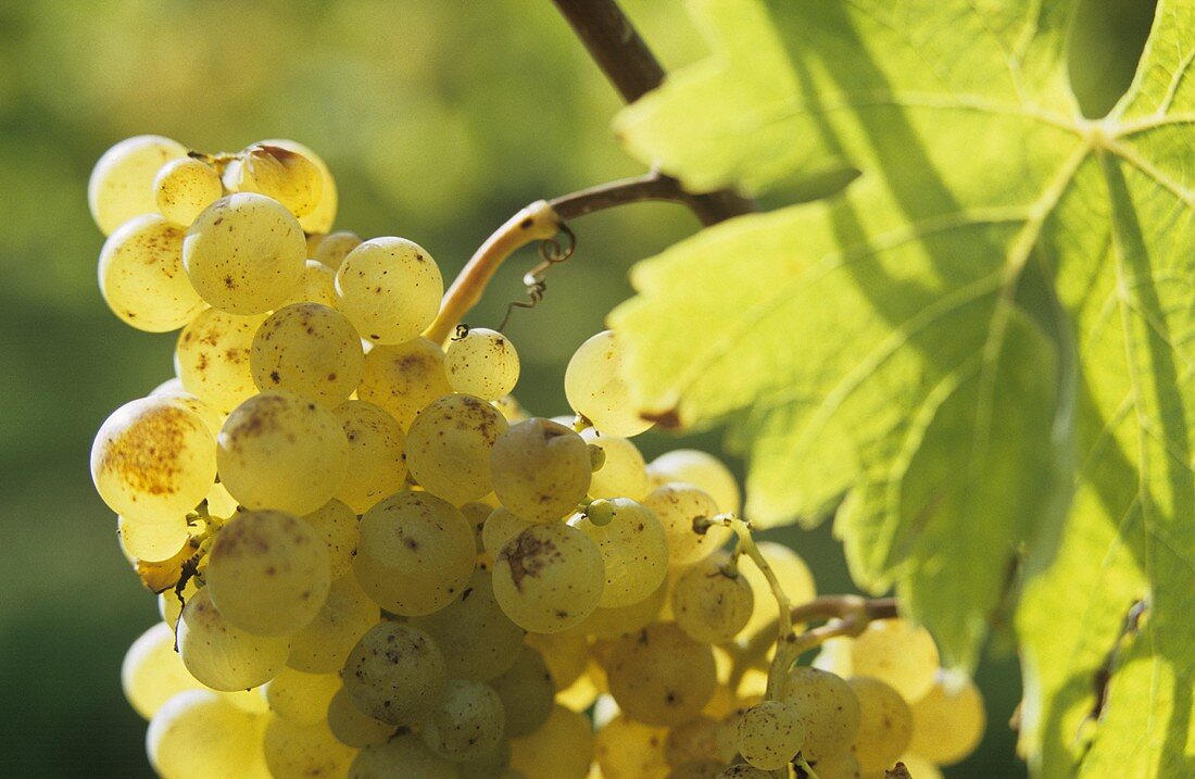 Semillon-Trauben, Entre-Deux-Mers, Frankreich