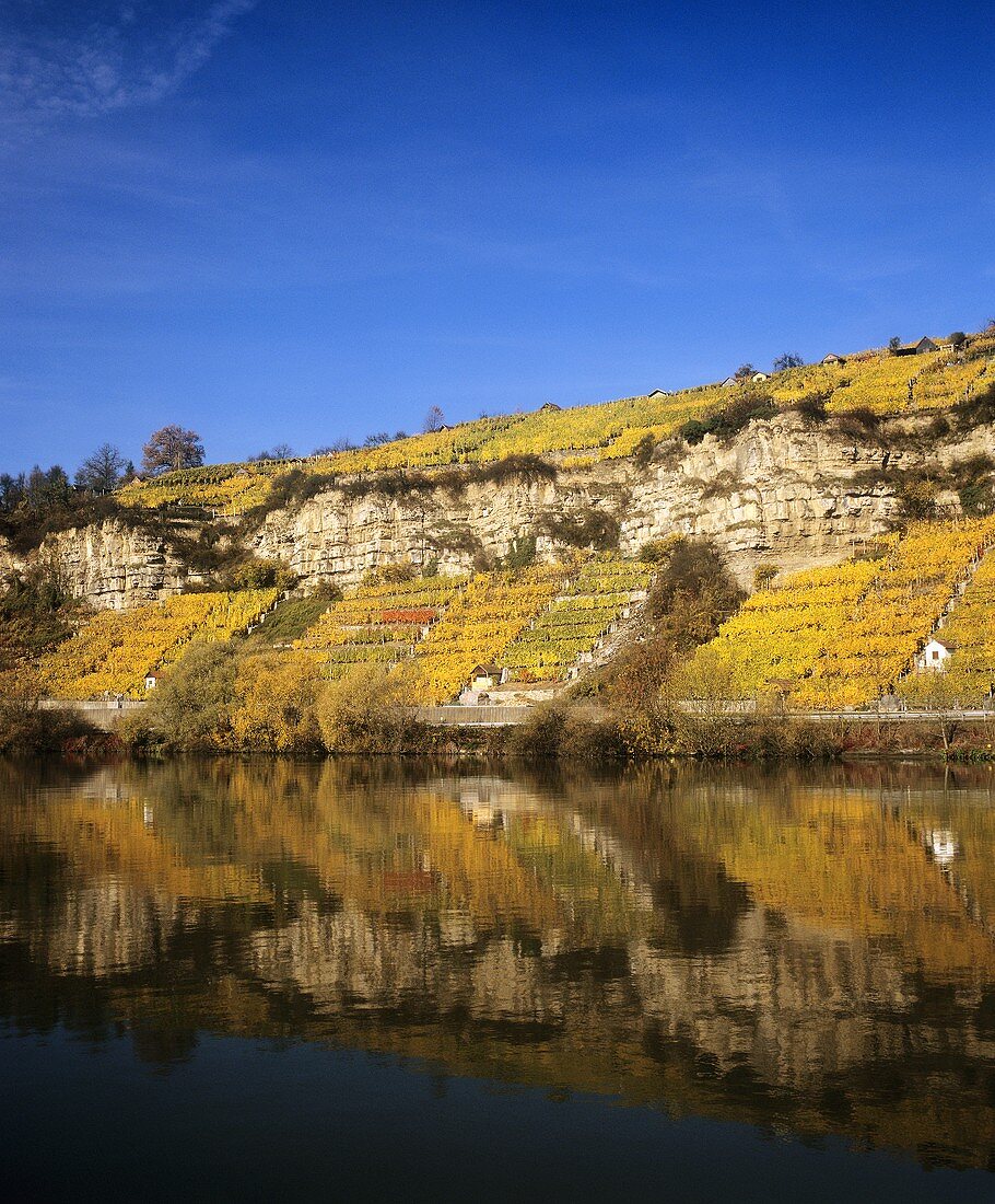 Weinberg 'Hohenecker Neckarhälde', Württemberg, Deutschland