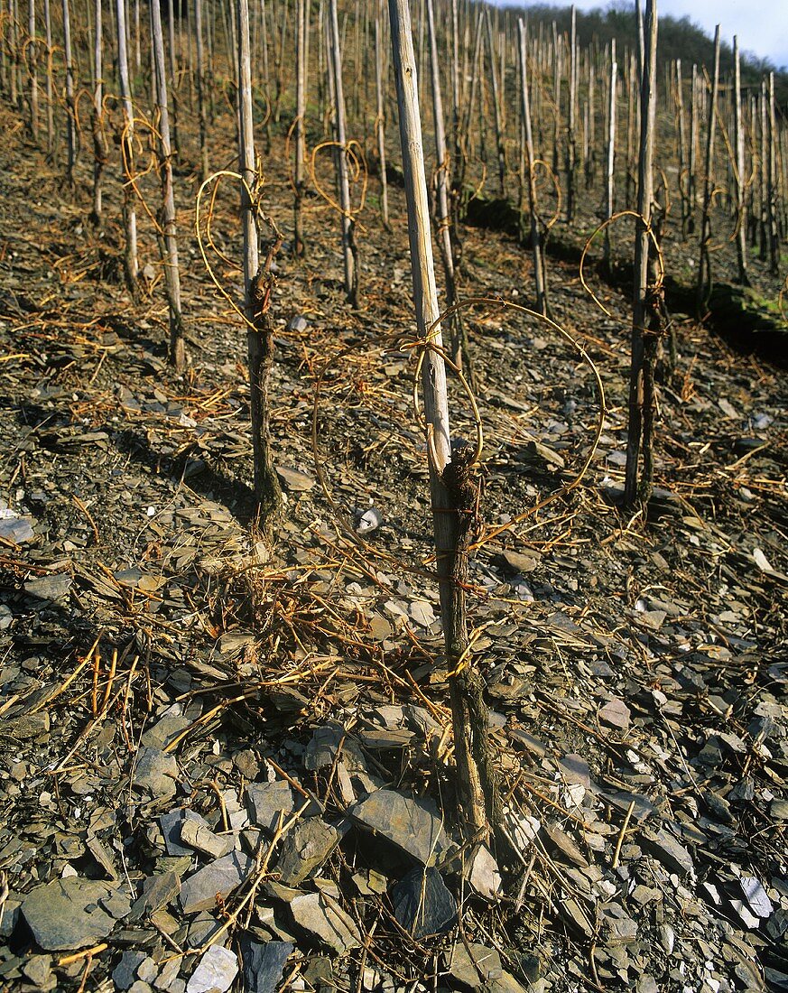 Slaty soil & 'round bow' vine training, Mosel-Saar-Ruwer, DE