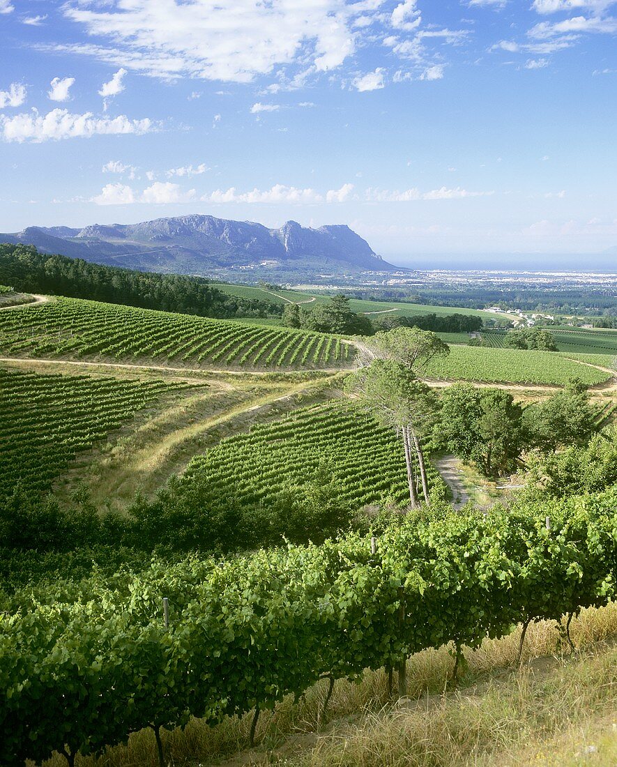 Blick über das Weingut Klein Constantia, Constantia, Südafrika
