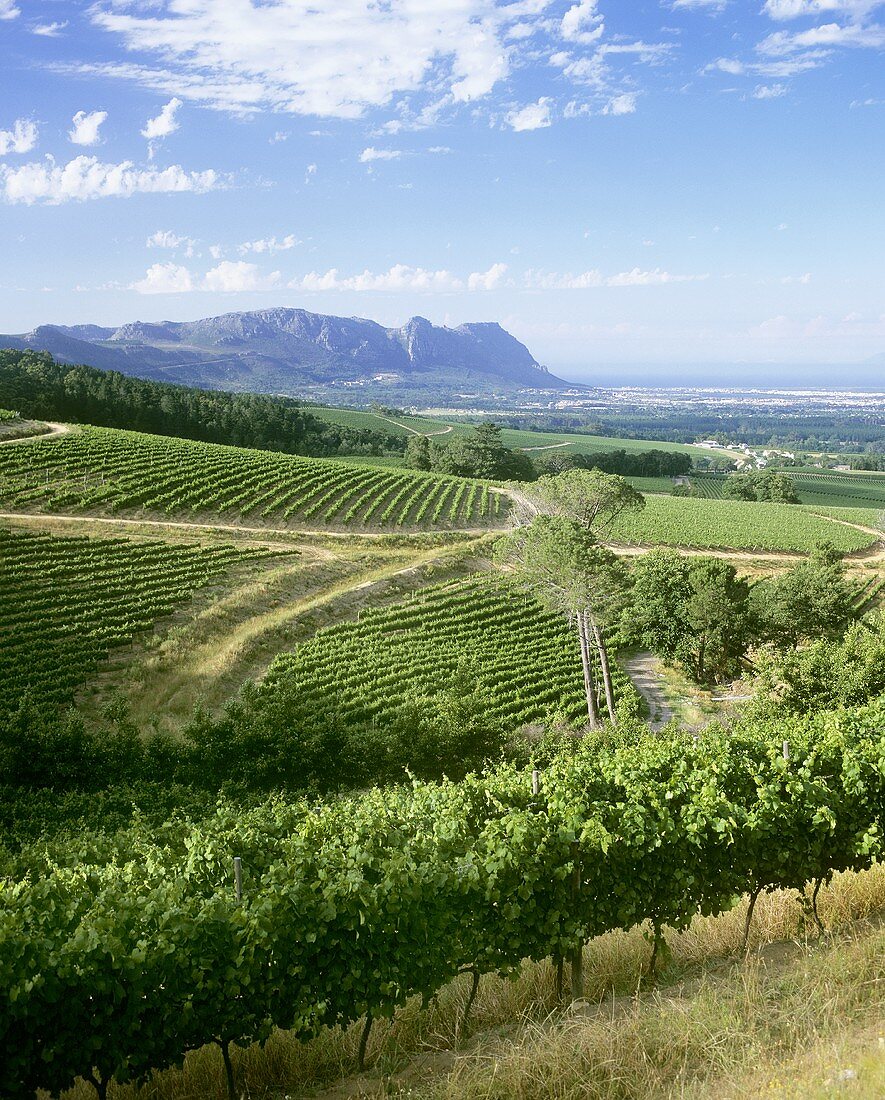 View over the Klein Constantia Estate, Constantia, S. Africa