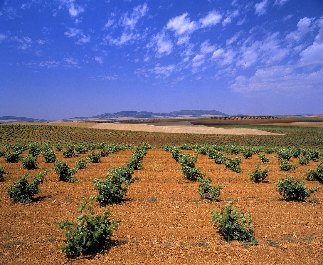 Weinbau bei Villanueva de los Infantes, Castilla-La Mancha, Spanien