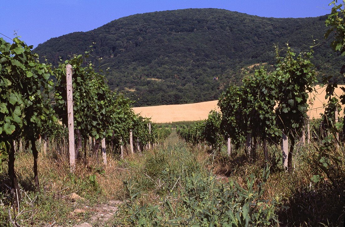 Vineyard near Pezinok, Slowakei