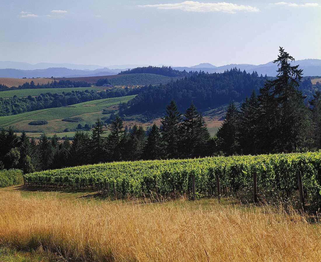 Pinot Noir, Sine Qua Non Winery, Newberg, Oregon, USA
