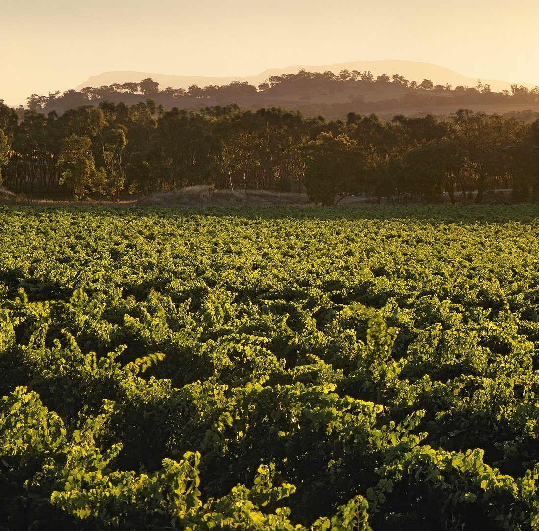 Weinberg von Seppelt, Great Western, Victoria, Australien