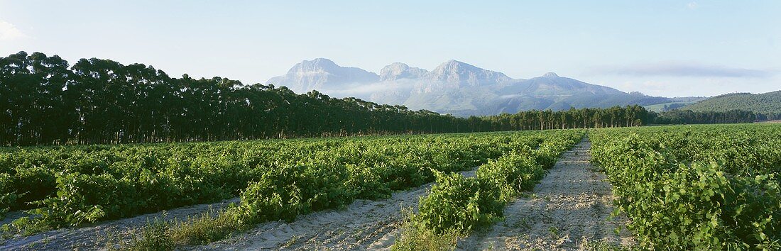 Vineyards with view of Simonsberg, Paarl, S. Africa